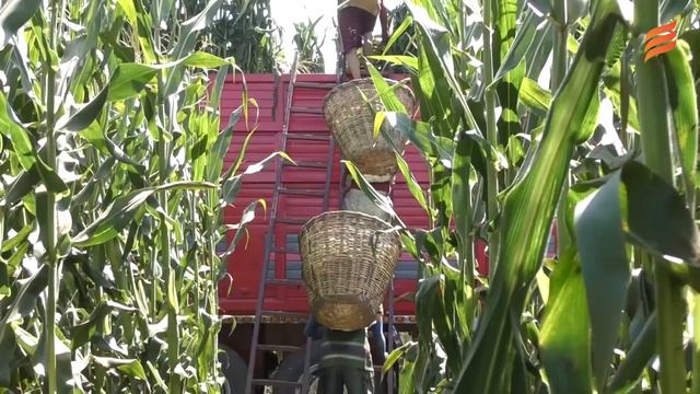 El corte de elote un esfuerzo que nadie mira смотреть онлайн