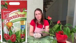 №7. Антуриум. Пышный куст из вытянувшихся растений.
