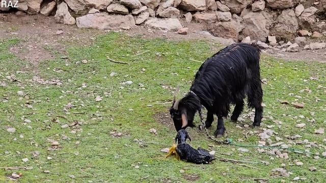 The Essence of Nomadic Life: Breadmaking, Village Bonding, and the Miracle of Birth" смотреть онлайн