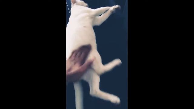 Кот заснул на лобовом стекле машины и не хочет уходить смотреть онлайн