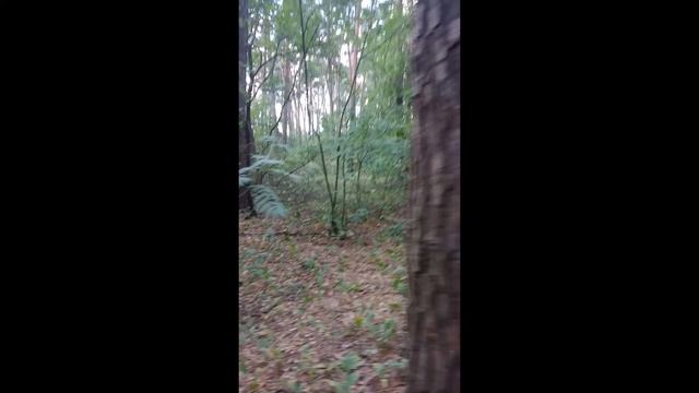 Грибы в хвойном лесу смотреть онлайн