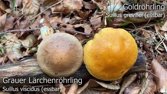 Gibt es schon Lachsreizker? | Pilze im September | 24.09.2022 | Reizker, Parasol, Erstfunde & mehr смотреть онлайн