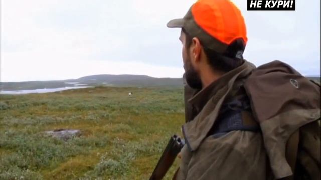 Охота на белых куропаток с легавой. Охота в Швеции на куропаток - 2021г смотреть онлайн