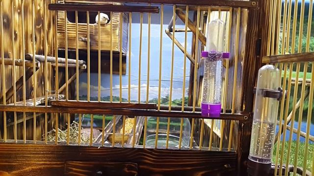 Амадины Бронзовые - японцы строят гнездо, скоро новая кладка