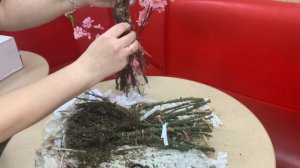 Ура! Первая посылка с розами! Питомник Елены Иващенко! Распаковка!