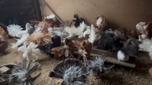 Голуби Жиркова Сергея