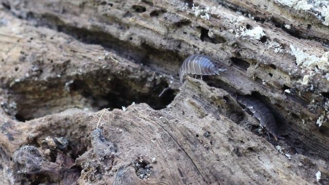 Жизнь в бревне — мокрицы (oniscidea) смотреть онлайн