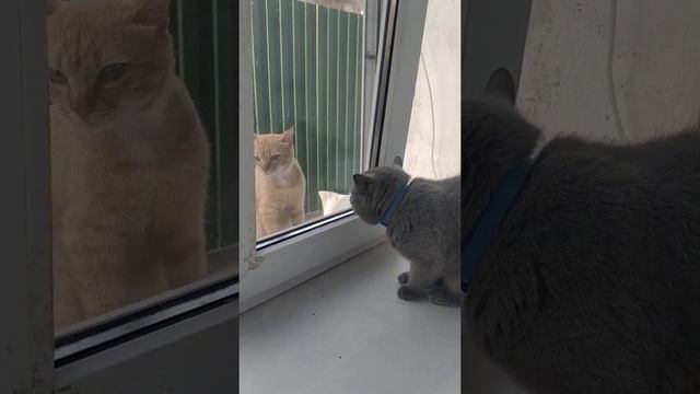 Выгоняем чужого кота! смотреть онлайн