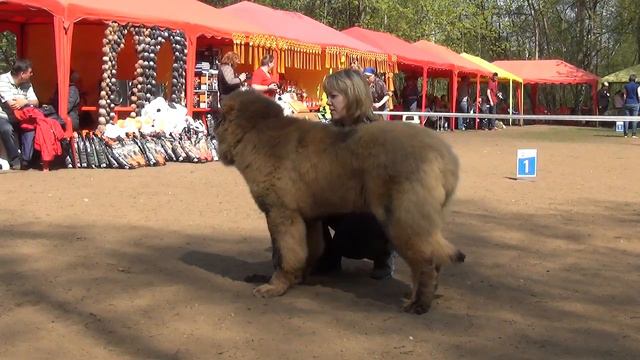 MAH00434 смотреть онлайн