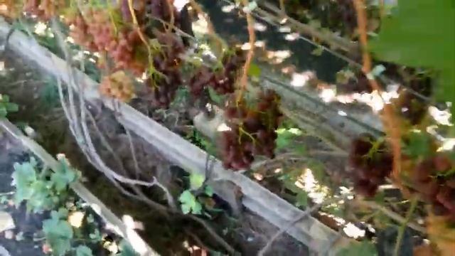 Постфактум 2019 к ш Красное пламя, Легенда Аксая, Монарх, Первенец ранний смотреть онлайн