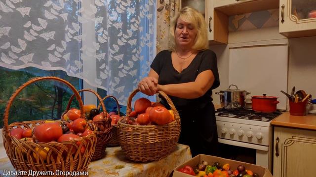 Помидоры. Супер-урожай томатов! Как это все съесть ? смотреть онлайн