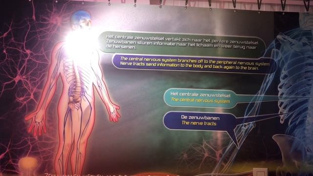 Corpus Museum Menselijke Lichaam Reis смотреть онлайн