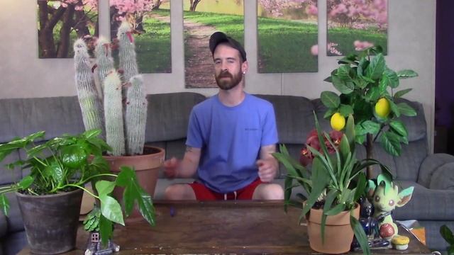 Cleistocactus Repotting & Care смотреть онлайн