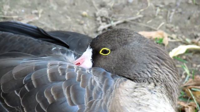 Разные красивые утки. смотреть онлайн