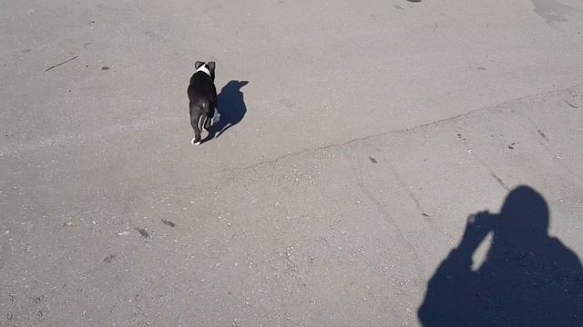 Прогулка с бандой / Щенок Стаффа первый раз на улице смотреть онлайн