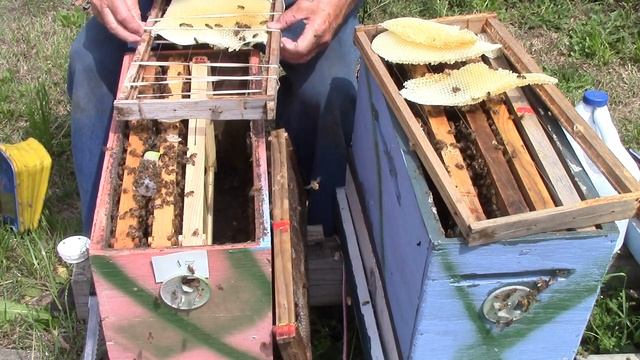 1338 --pt 2 / What happens when you put 4 frames in a 5 frame nuc & forget it. Lots of honey bees смотреть онлайн