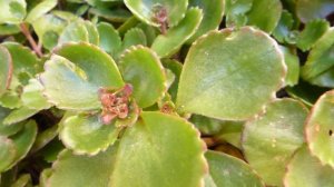 Красивый круглый год почвопокровник очиток Вуду.