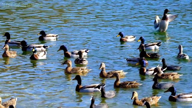 Домашние и дикие животные - корова, слон, коза, лошадь, птицы - Звуки животных
