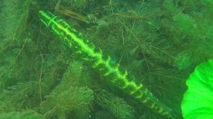 Подводная охота - река Сейм