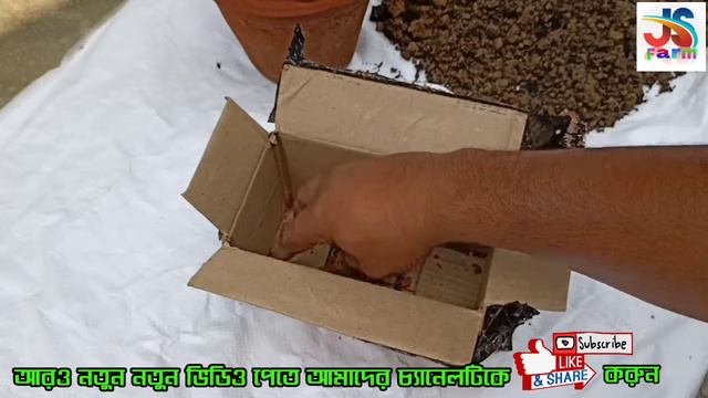 আমারেলিয়াস লিলি বাল্ব কী ভাবে লাগালে প্রচুর ফুল পাবেন ||how grow amaryllis lili bulbs || js farm смотреть онлайн