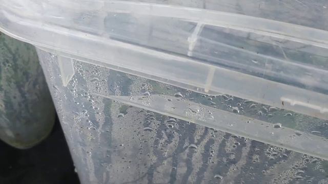 Маленький обзорчик, на черенки гортензий. Мой миничереночник, временное прибывание гортензий. смотреть онлайн