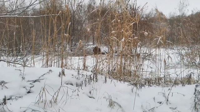 ОН ВЕРНУЛСЯ? Встретил человека в противогазе в лесу. Часть 1 смотреть онлайн