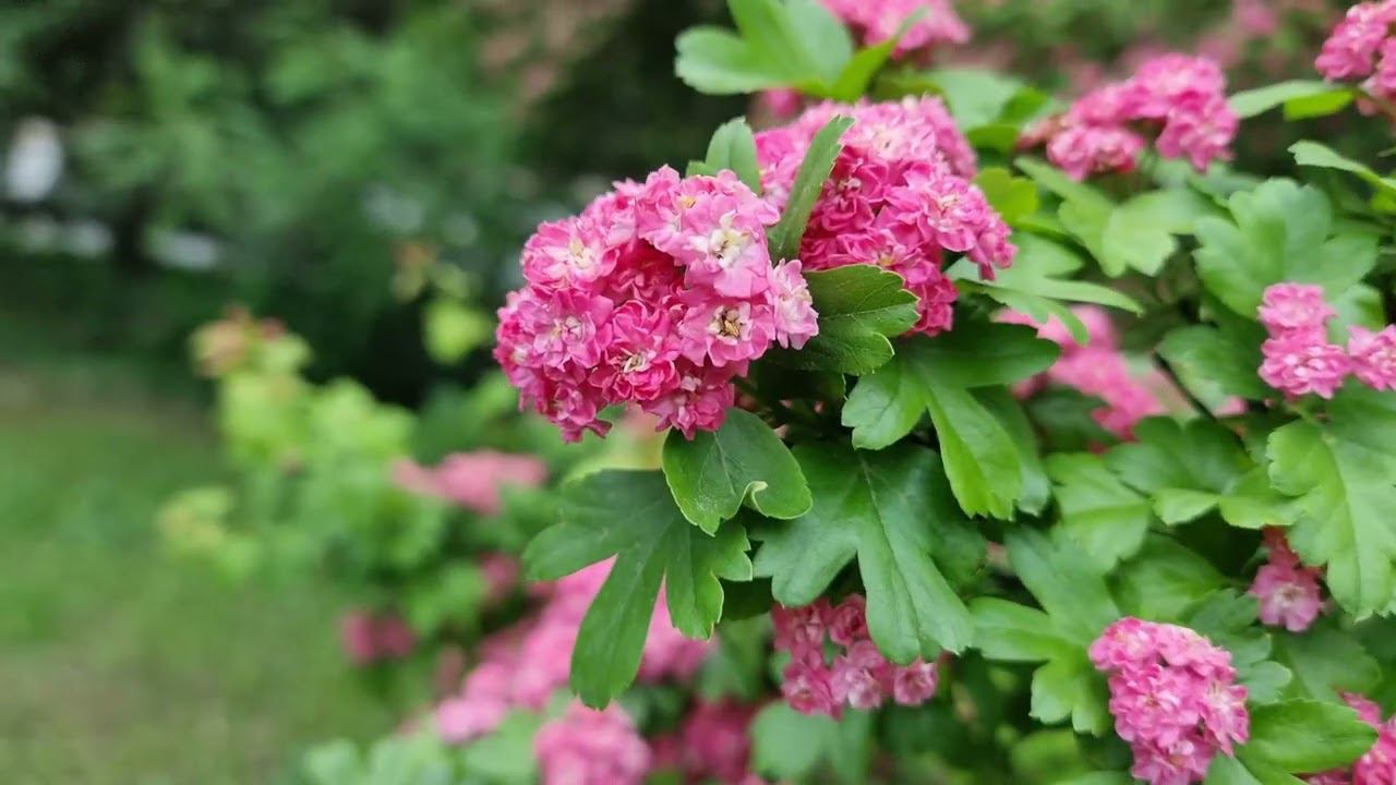 Пятигорск смотреть онлайн