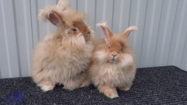 Кролик породы Ангора Angora gelb смотреть онлайн
