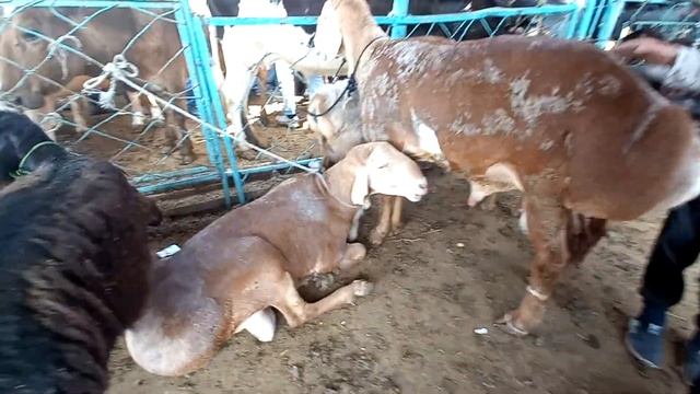 Мол бозор худжанд Гусфанди Авгони ва махалли кушкорхо ва солукхо нарху наво, лайк ва подписаться. смотреть онлайн