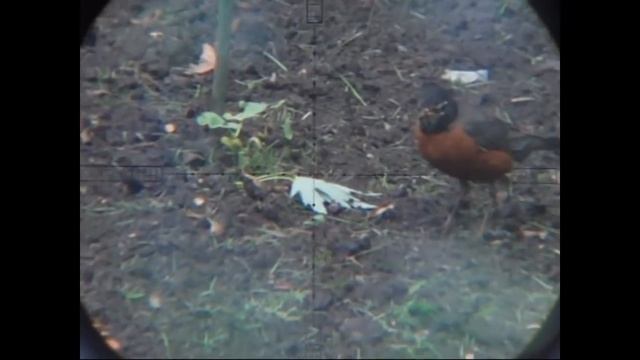 Chipmunk Pest Control (June 25, 2011) смотреть онлайн