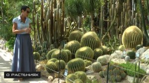 Эхинокактус грузони. На видео экземпляры которым более 100 лет.