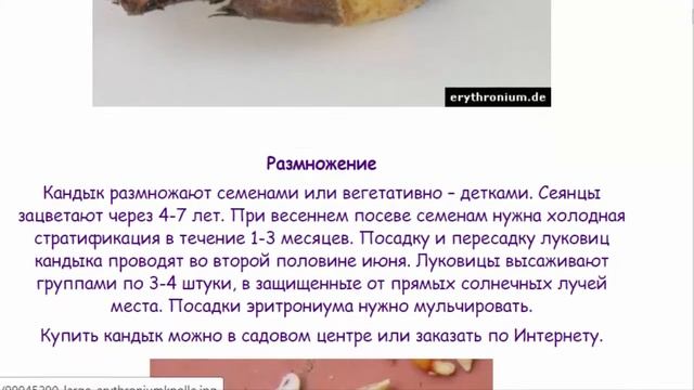 Собачий зуб. Кандык. Эритрониум. смотреть онлайн