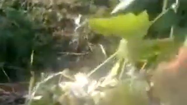 виноград к ш Белый круглый смотреть онлайн