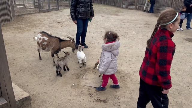 Путешествие в Будапешт. Отдых и соревнование по дзюдо . 2023 смотреть онлайн