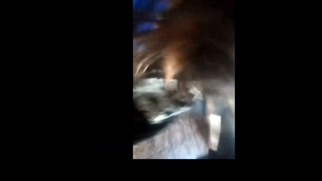 жесткий денс под тераблейд блейд,поход за кфс и бравл Старс!!? смотреть онлайн
