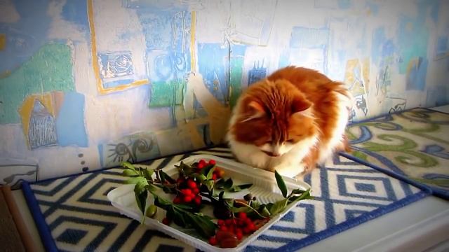 Cat nerd.Кот-ботаник.Осенний гербарий. смотреть онлайн