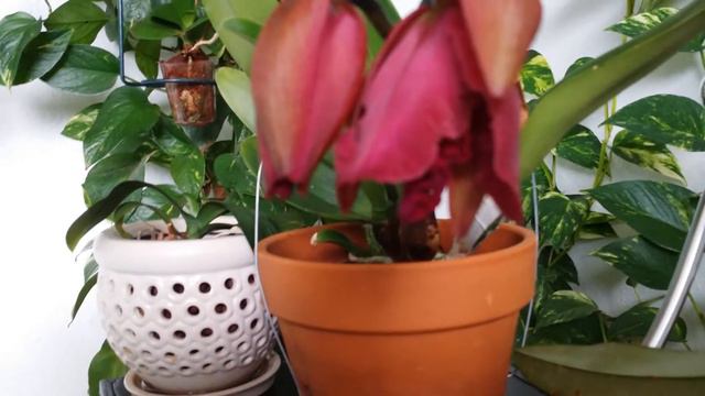 My beautiful cattleya orchid смотреть онлайн