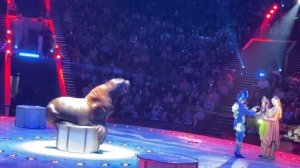 Цирк Запашных. Программа КороЛЕВство