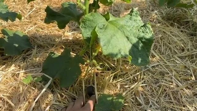 ВЫРАЩИВАНИЕ ОГУРЦОВ "ЁЛОЧКОЙ" смотреть онлайн