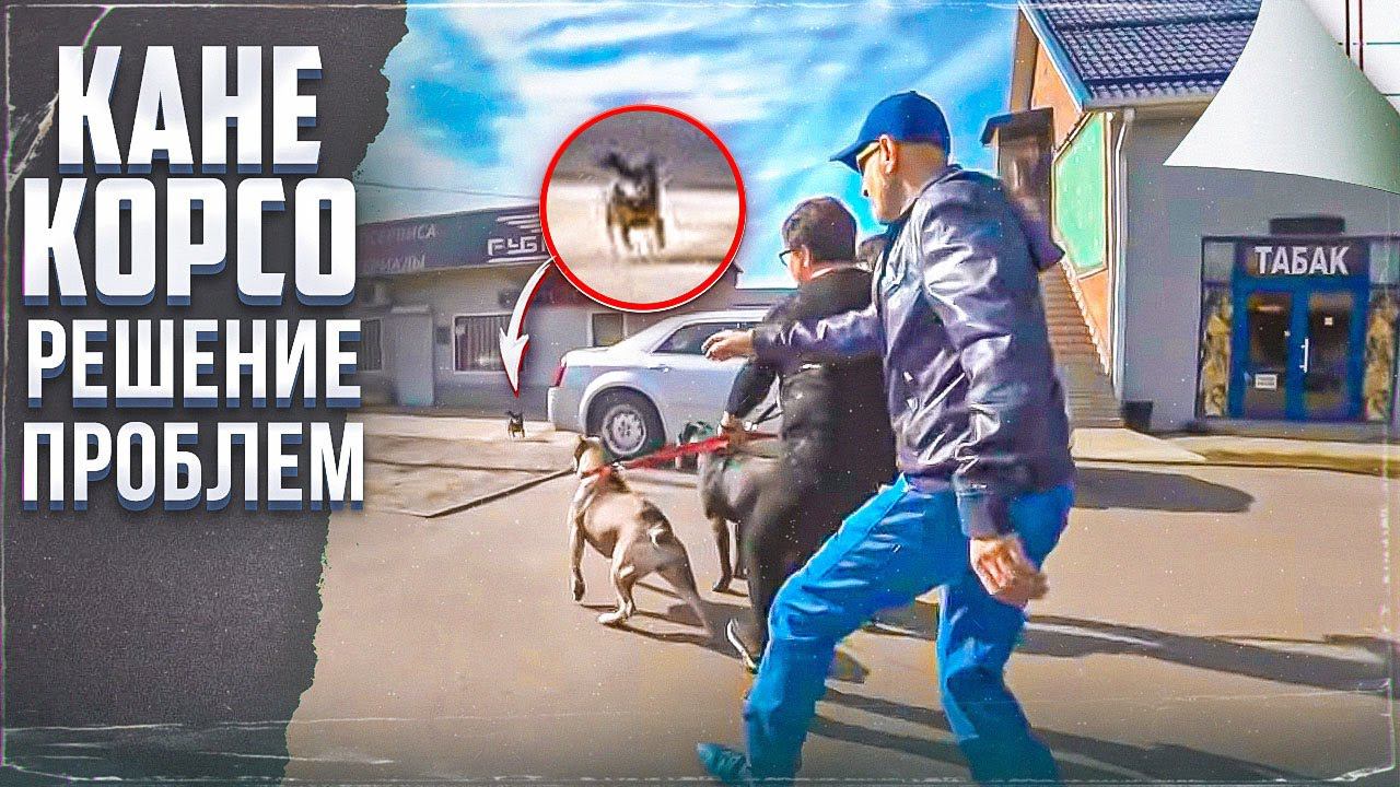 Бурная реакция на собак, асоциальность, неуверенность, нервозность и подбирание с земли (Кане корсо) смотреть онлайн