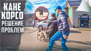 Бурная реакция на собак, асоциальность, неуверенность, нервозность и подбирание с земли (Кане корсо)