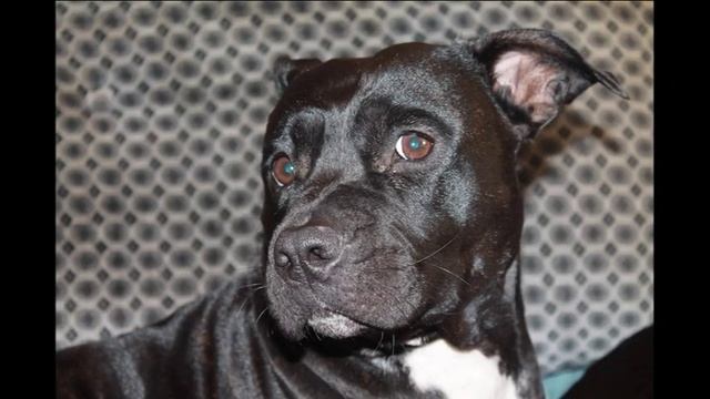 социальная реклама Бездомные животные смотреть онлайн