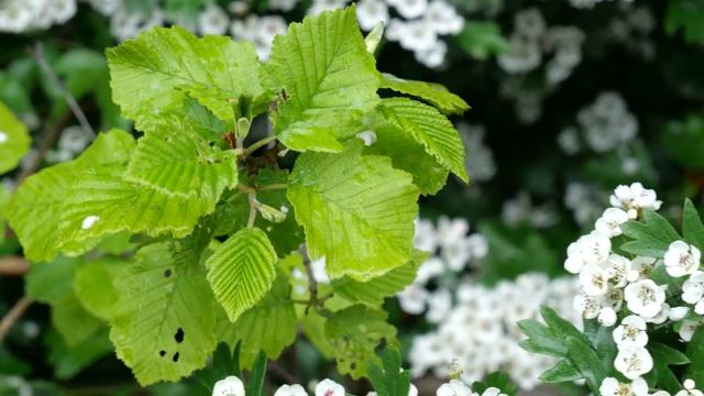 Panasonic Lumix G90 G95 4K Video, 30fps, Handheld, C-AF