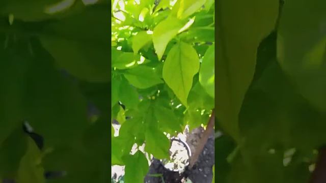 Моя Кудрания смотреть онлайн