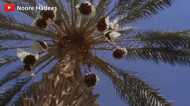 हज़रत ईसा की पैदाइश कैसे हुई थीं ? Birth Of Prophet Isa Alaihissalam /Jesus || Noore hadees смотреть онлайн