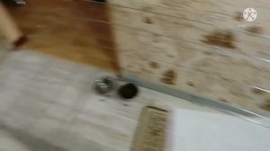 КАК ПРИУЧИТЬ СОБАКУ К  ПЕЛЕНКЕ. ПРИУЧАЮ ШПИЦА К ПЕЛЕНКЕ