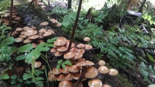 ОПЁНОК ЛЕТНИЙ!!! Грибная азбука. смотреть онлайн