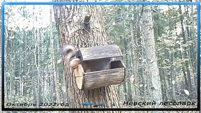 домик для белочки.mp4