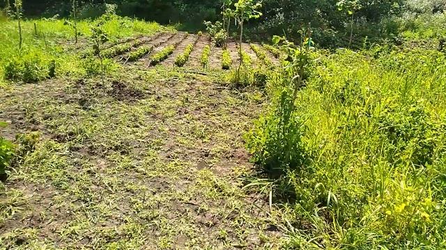 ФУНДУК.Прививки Фундука на МЕДВЕЖИЙ орех.Крупноплодные сорта фундука. смотреть онлайн