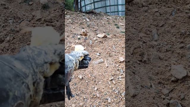 Дрессировка сокола на природе #питомник смотреть онлайн